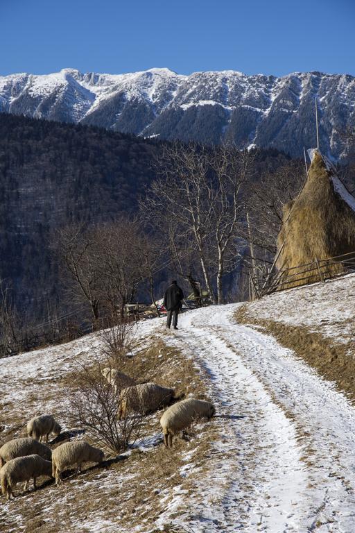 فندق Samedru Măgura المظهر الخارجي الصورة