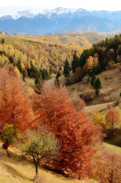 فندق Samedru Măgura المظهر الخارجي الصورة